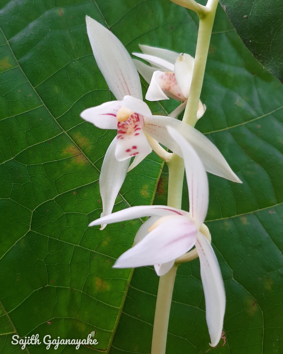 Cymbidium haematodes Lindl.